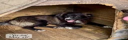 Mixed Breed dogs for adoption: Yo-Na, 2 yrs approx. Available for adoption. in Brixham - Advert 14