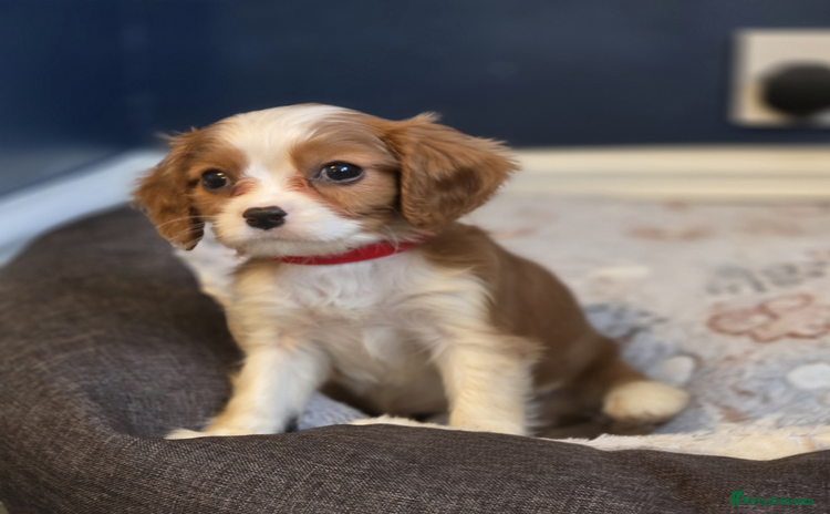 Cavalier King Charles Spaniel dogs FULLY HEALTH TESTED PARENTS KC REG MALE PUPPY - Advert 4