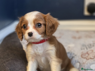 Cavalier King Charles Spaniel dogs FULLY HEALTH TESTED PARENTS KC REG MALE PUPPY - Advert 4