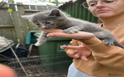 Mixed Breed cats for sale: Mixed breed Kitten’s  - Image 10