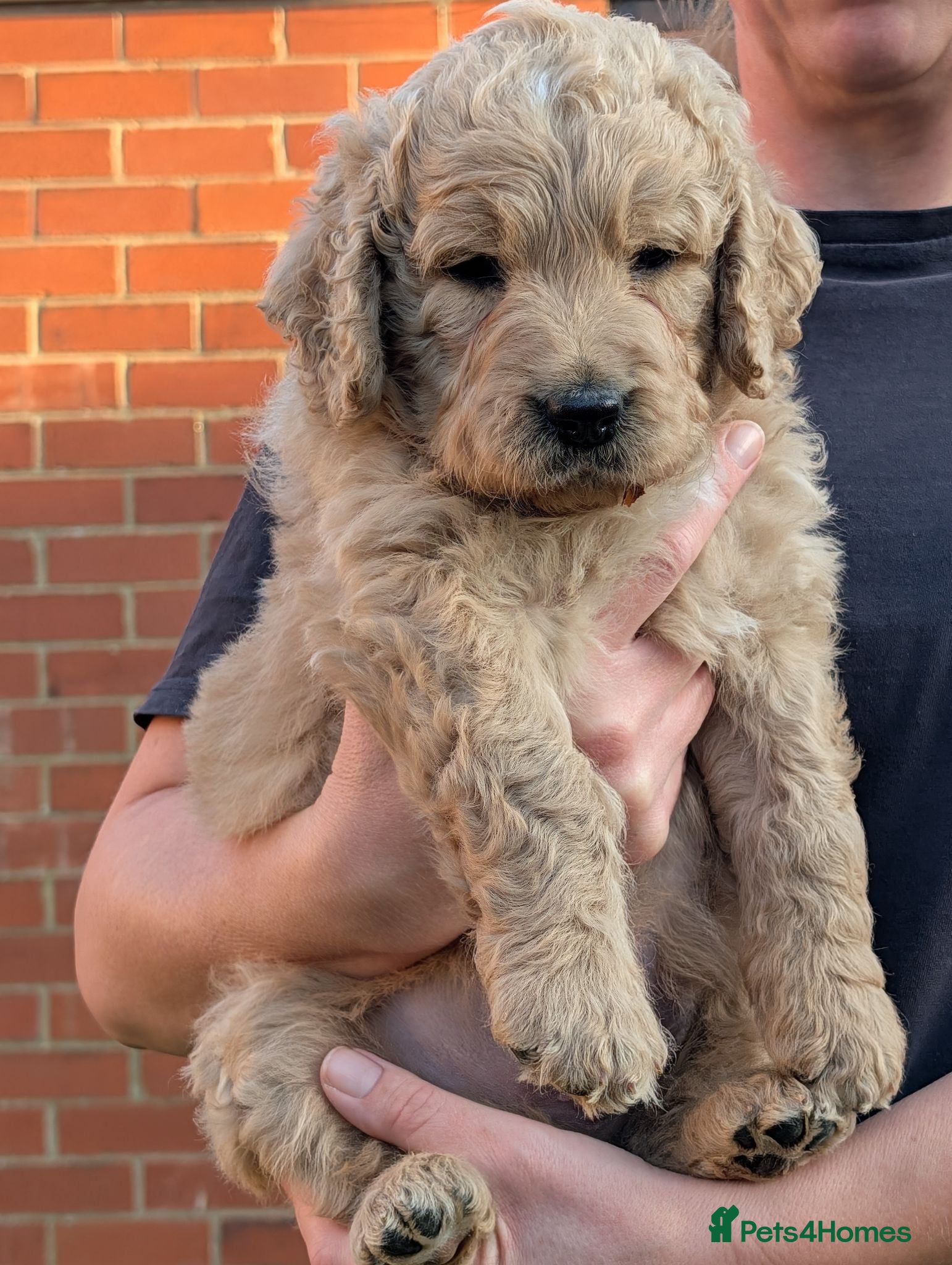 Goldendoodle dogs Golden doodles F1 - Advert 2