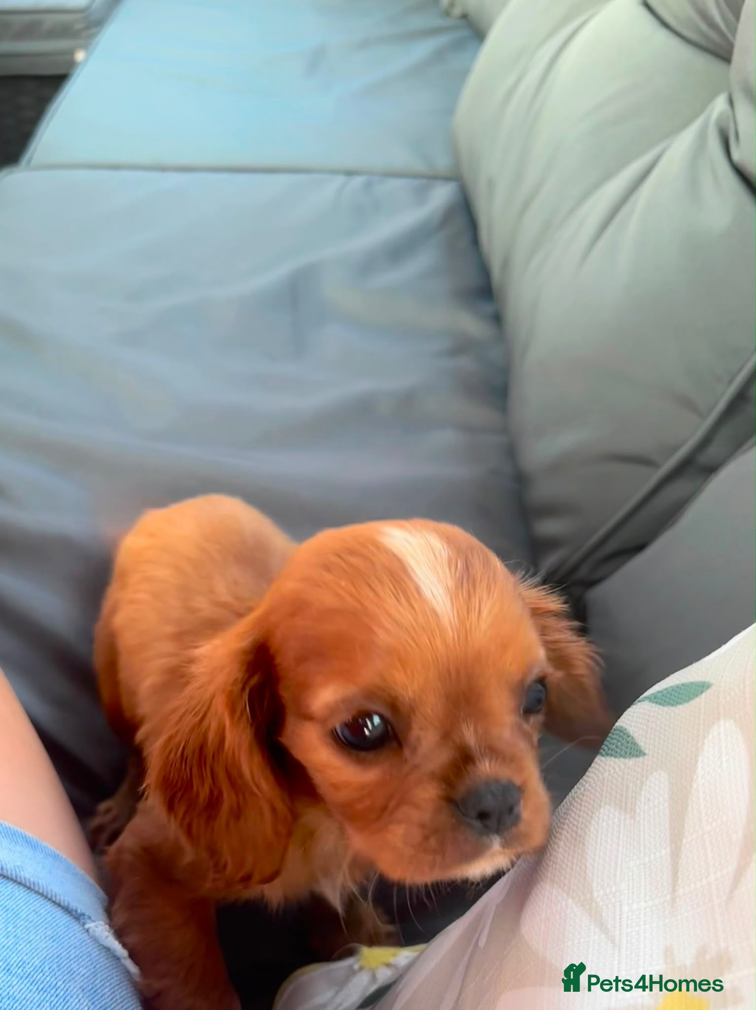 Cavalier King Charles Spaniel dogs Last boy cavalier King Charles  - Advert 2