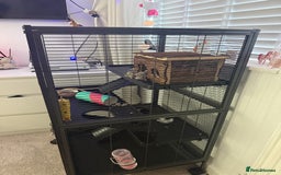 Rat rodents for sale: X 2 fancy rats and cage for sale - Image 6