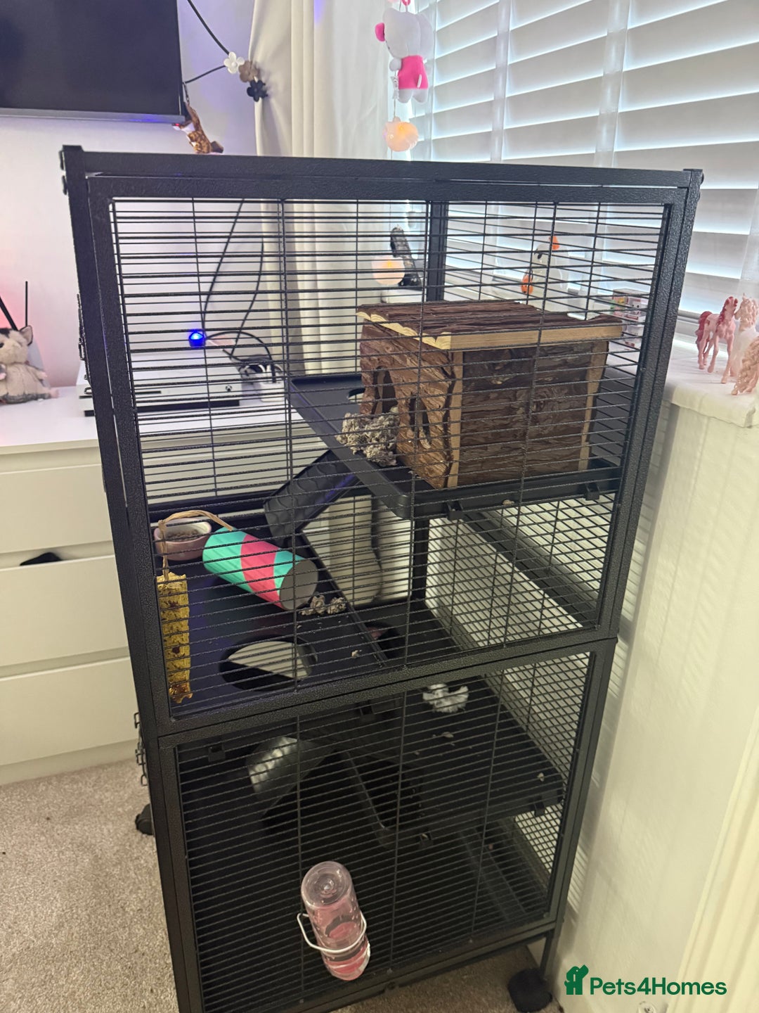 Rat rodents for sale: X 2 fancy rats and cage for sale - Image 6