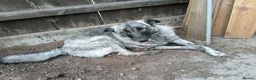 Mixed Breed dogs for adoption: DAFFI/v sweet girl/ adores dogs/big personality in Nottingham - Advert 14