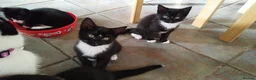 Mixed Breed cats for sale: 4 tuxedo black/white cuties looking for a home - Advert 13