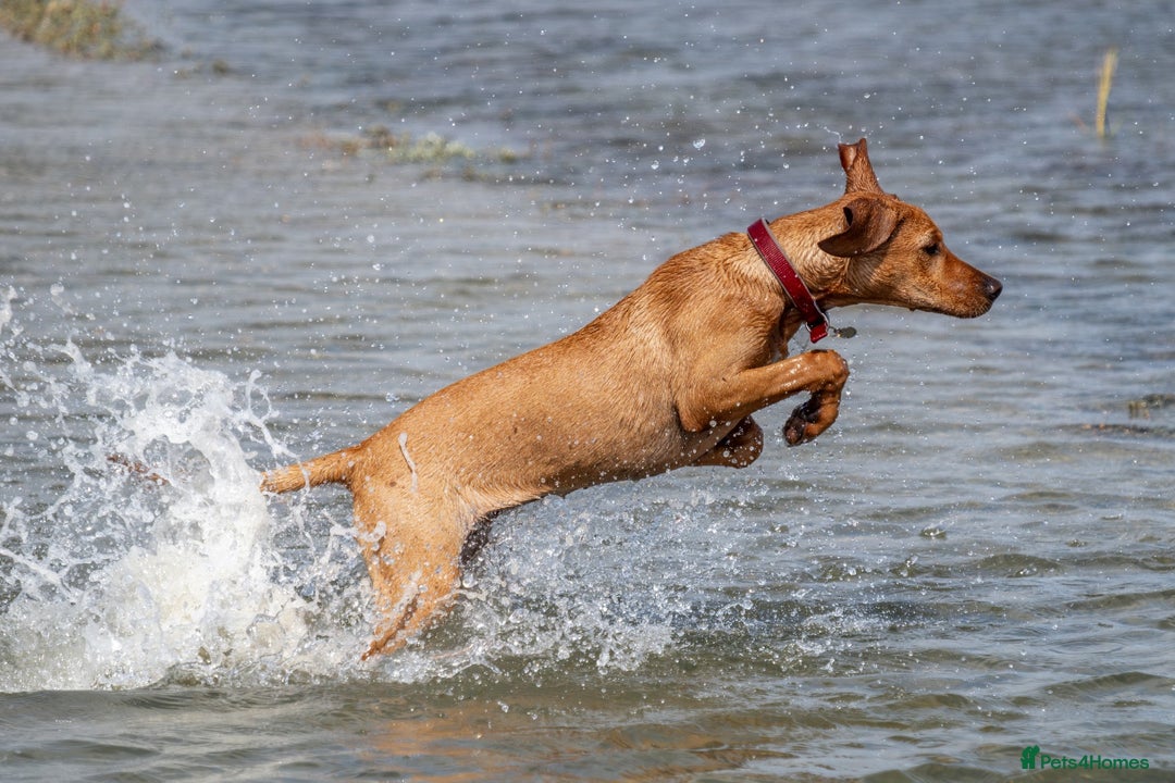 Mixed Breed dogs for sale: Stunning quality Vizslador puppies  - Advert 36