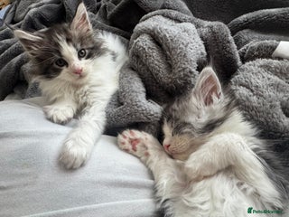 Maine Coon cats Maine Coon kittens - Beautiful and cheeky - Advert 14