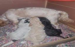 Cockapoo dogs for sale: Stunning F2 cockapoo puppies  - Image 4