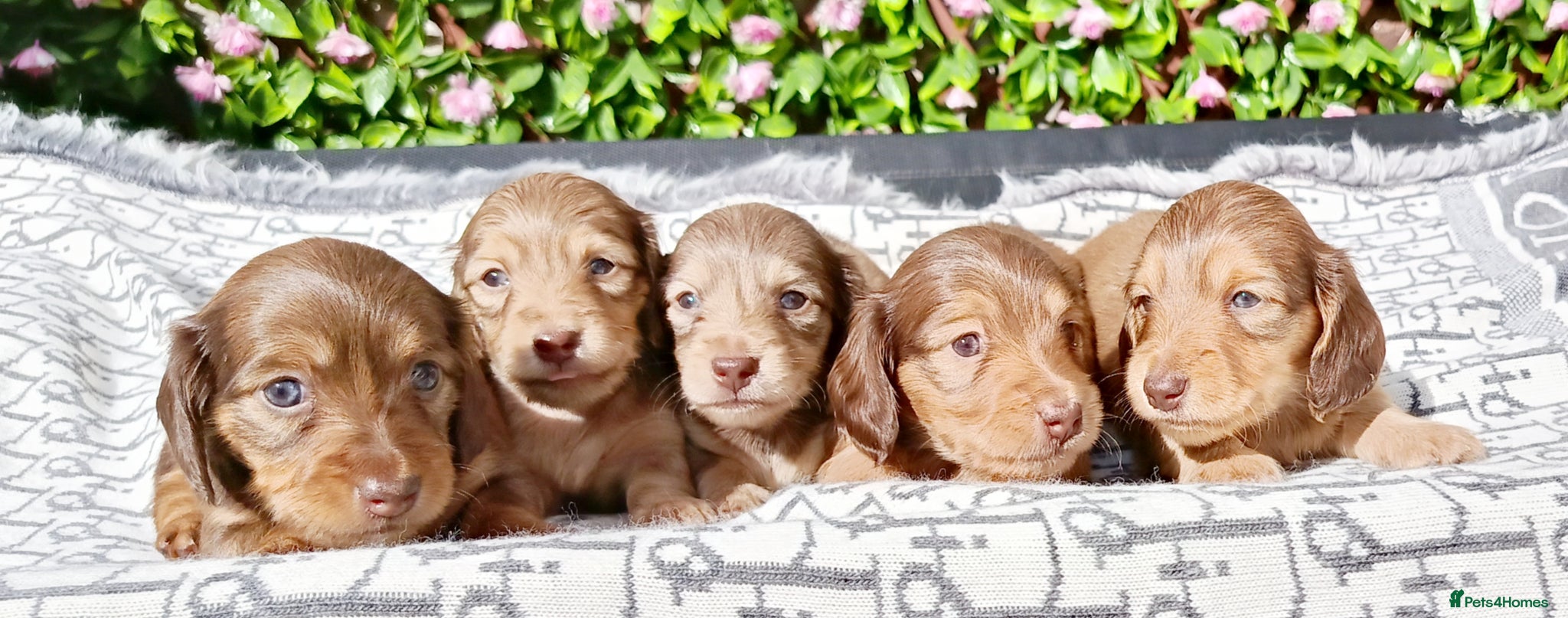 Miniature Dachshund dogs LONG HAIRED SHADED CREAM MINI KC REG PRA CLEAR - Advert 2