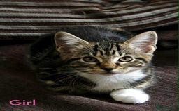 Maine Coon cats for sale: Beautiful Maine Coon Mix  - Image 4