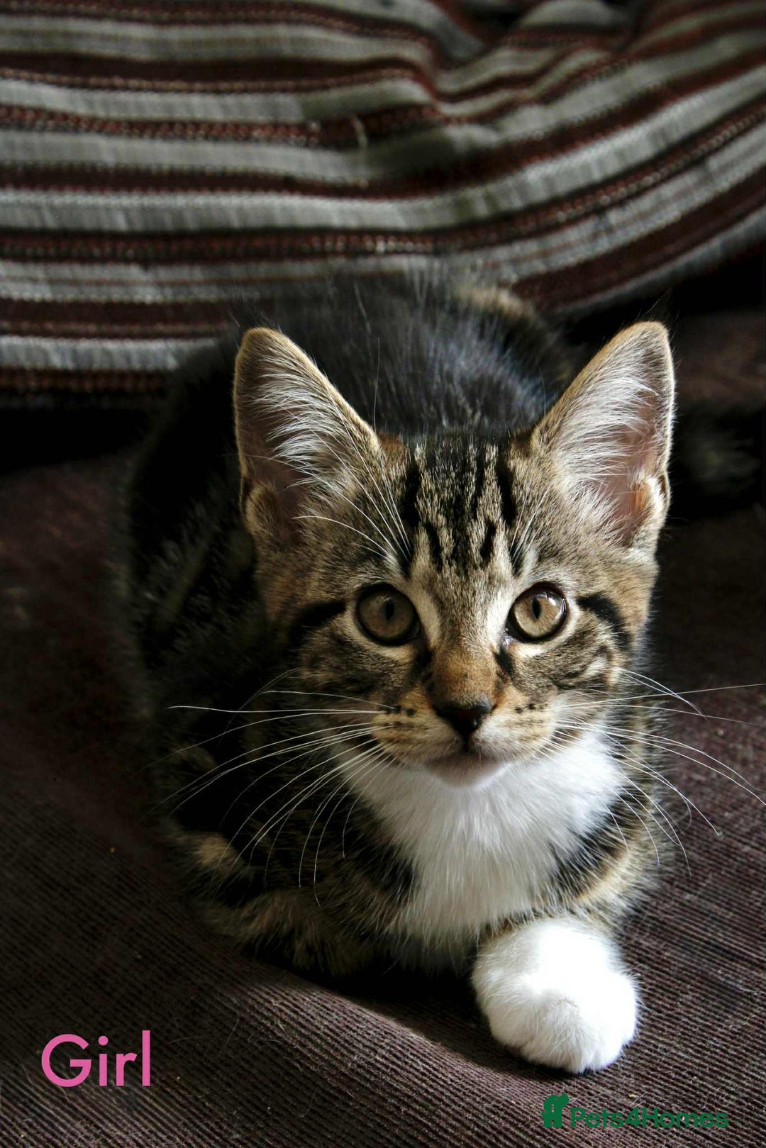 Maine Coon cats for sale: Beautiful Maine Coon Mix  - Image 4