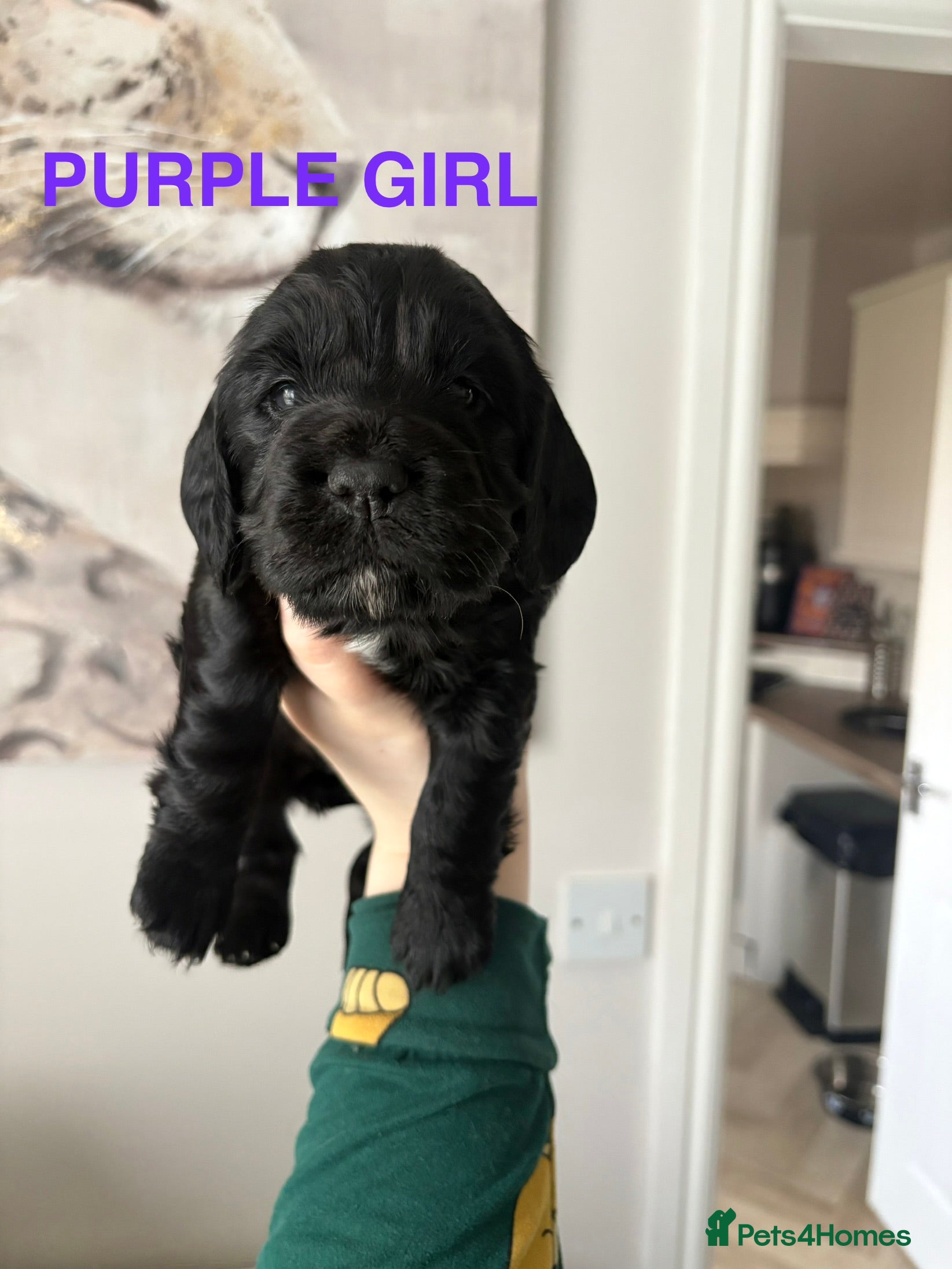Cocker Spaniel dogs Gorgeous Working KC Cocker Spaniel Pups - Advert 2
