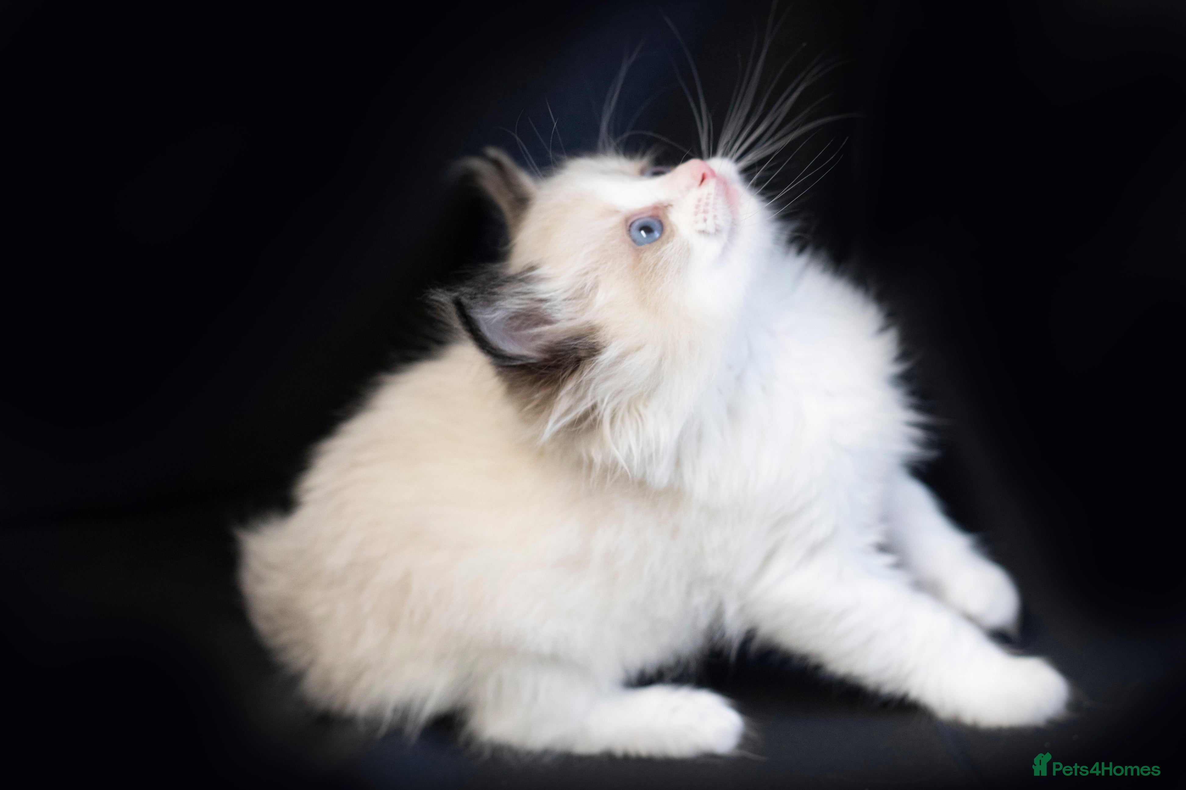 Ragdoll cats Ragdoll kittens bi color - Advert 13