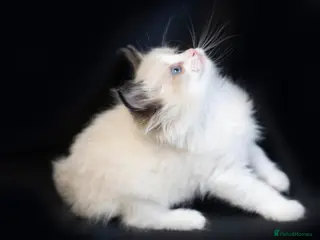 Ragdoll cats Ragdoll kittens bi color - Advert 13