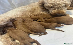 Miniature Poodle dogs for sale: Stunning miniature poodles available - Image 5