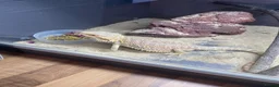 Bearded Dragon reptiles for sale: Bearded dragon  in Wallasey - Advert 2