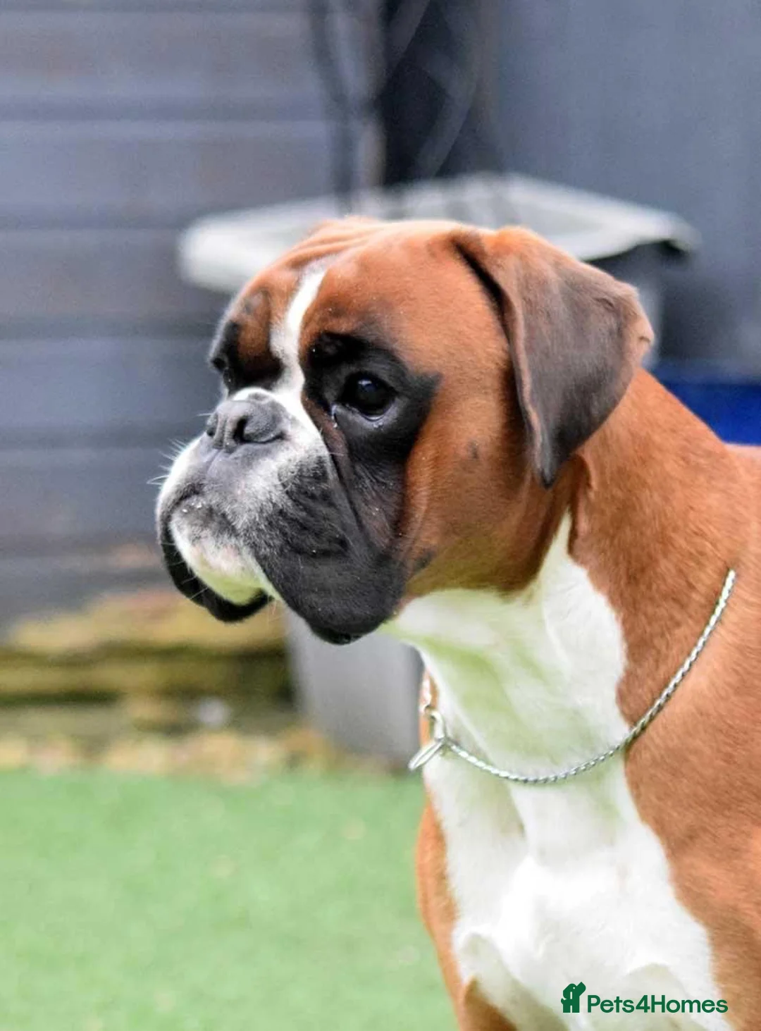 Boxer dogs for stud: Fully Health tested euro / kc reg Boxsanuk Gelso  in Newcastle upon Tyne - Advert 8