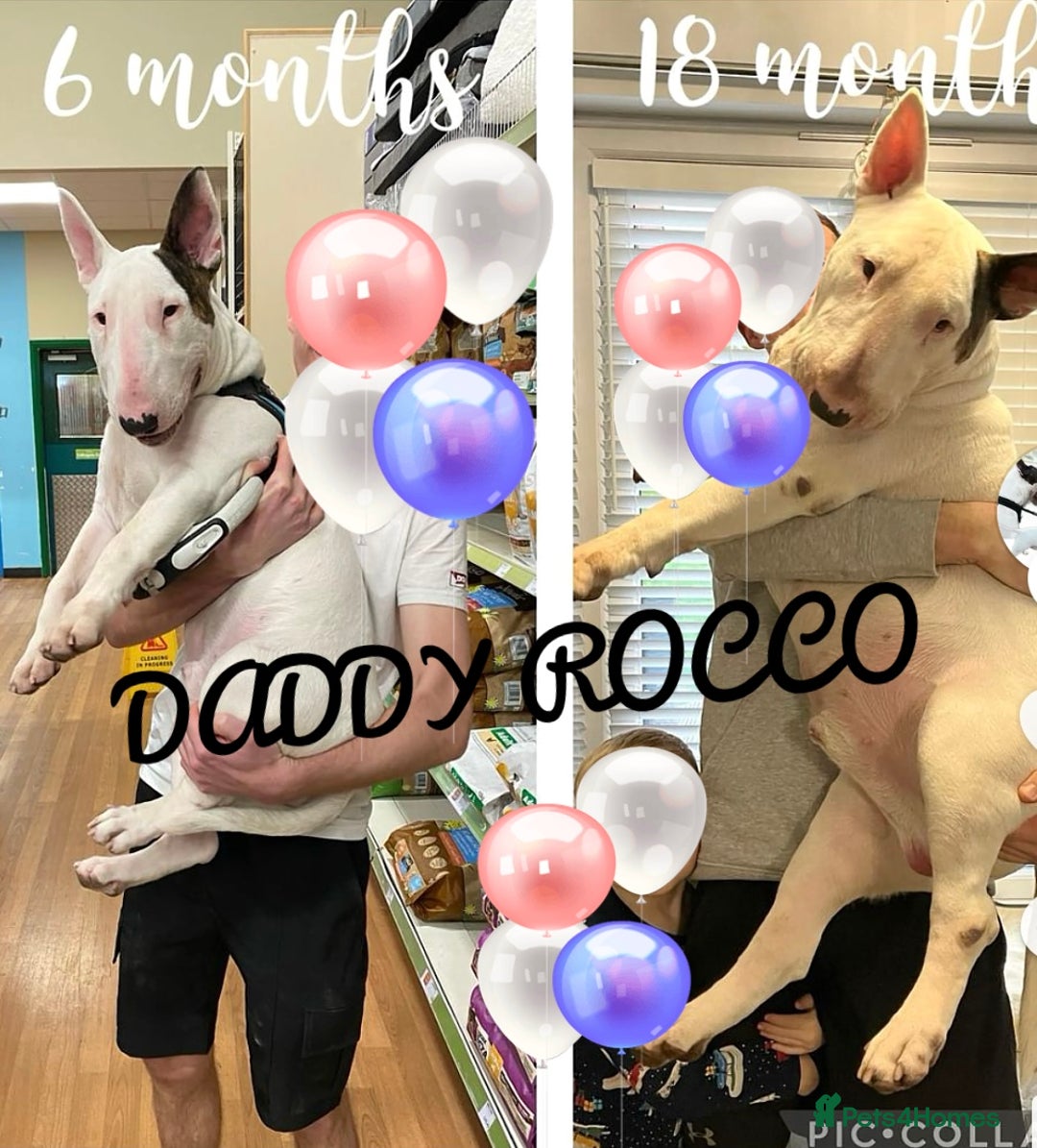 English Bull Terrier dogs for sale: Adorable English Bull Terrier Puppies - Image 22