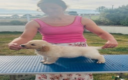 Golden Retriever dogs for sale: Fully health tested parents - Image 1