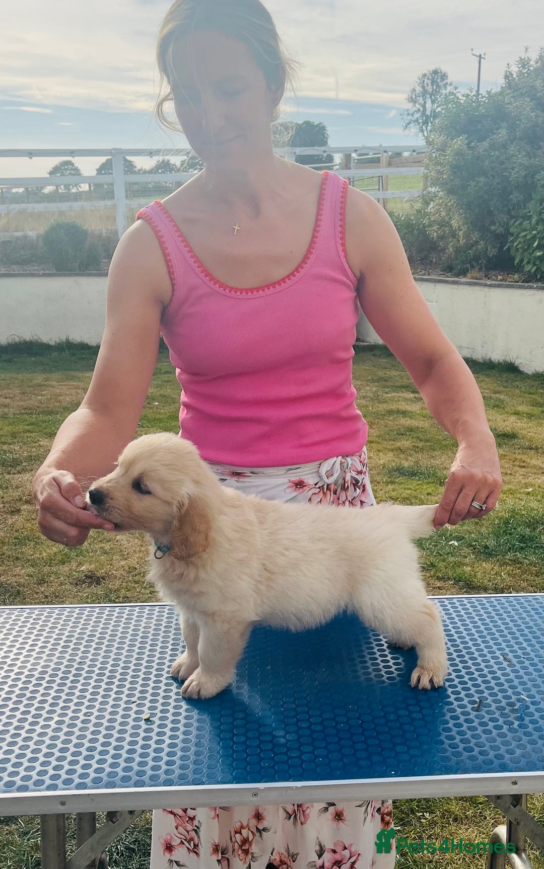 Golden Retriever dogs for sale: Fully health tested parents - Image 1