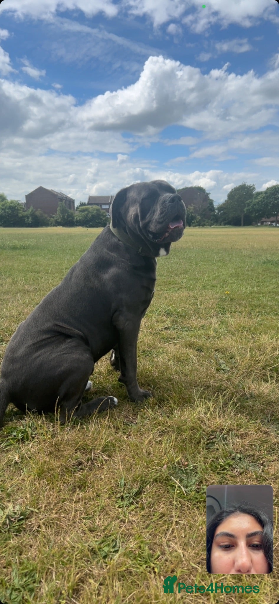 Cane Corso dogs Kane 2.5 year old Cane Corso  - Advert 7