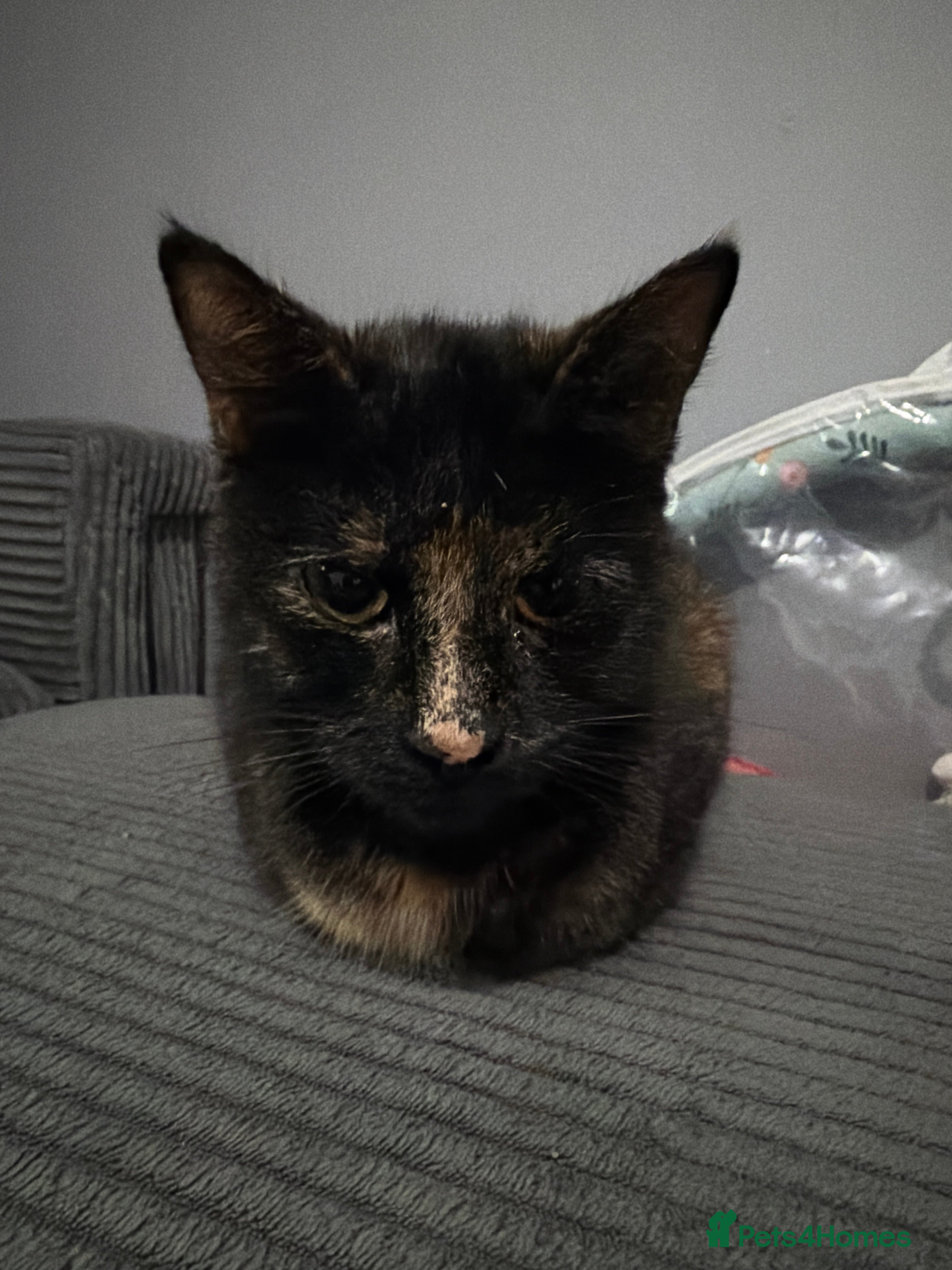 Mixed Breed cats Rehome of 1 year old - Advert 2