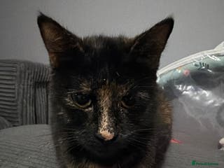 Mixed Breed cats Rehome of 1 year old - Advert 1
