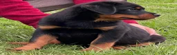 Rottweiler dogs for sale: ADRK German bloodline Rottweiler puppies     - Advert 4