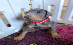Dobermann dogs for sale: DOBERMAN PUPPIES (BOTH KC HEALTH TESTED PARENTS) - Image 5