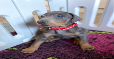 Dobermann dogs - Advert 1