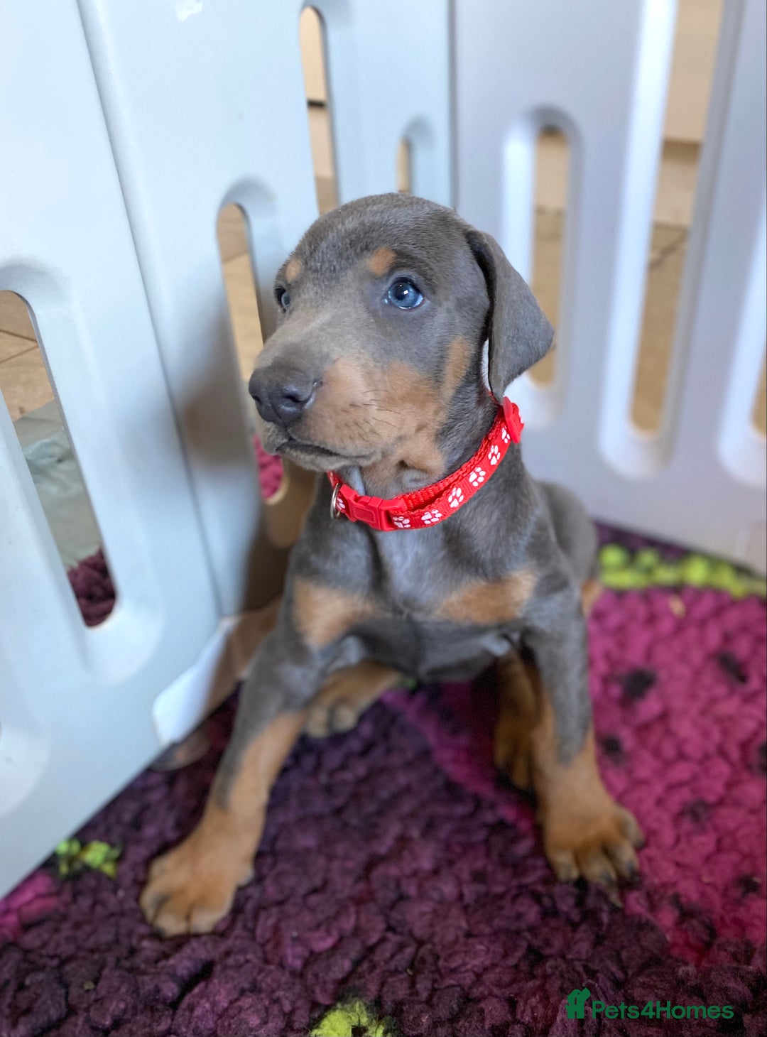 Dobermann dogs for sale: DOBERMAN PUPPIES (BOTH KC HEALTH TESTED PARENTS) - Image 5