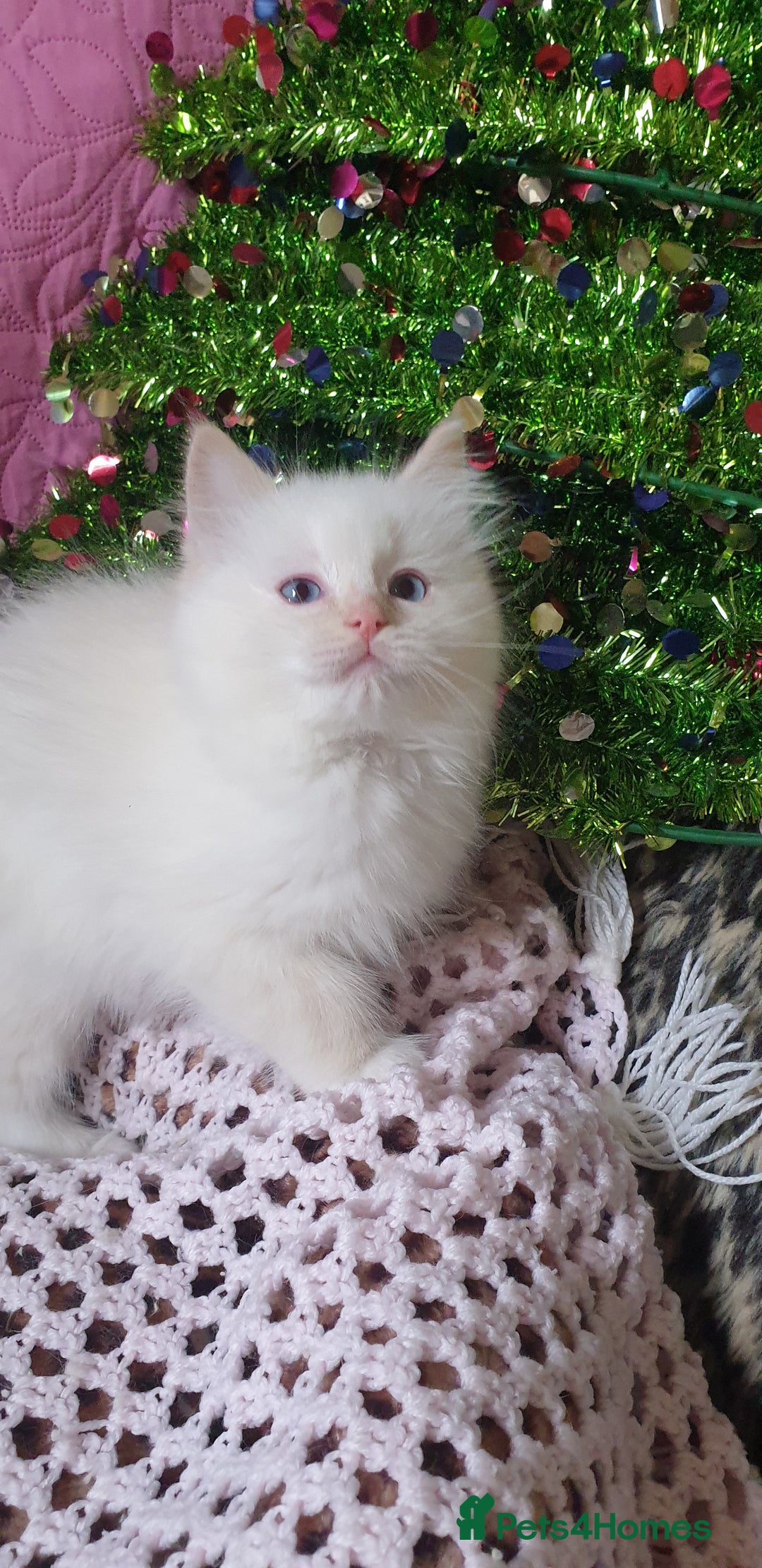 Ragdoll cats for sale: 💗Stunning GCCF registered Ragdoll Kittens. - Advert 26