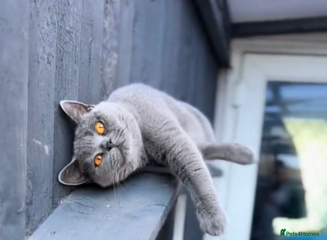 British Shorthair cats for sale: Beautiful Blue British Shorthair female cat QUEEN - Image 6