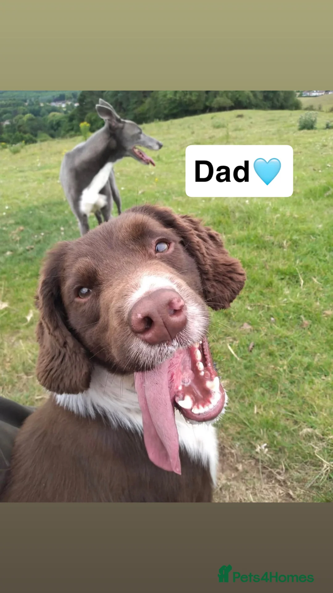 English Springer Spaniel dogs for sale: Traditional English Springer Spaniel pups in Brierley Hill - Advert 11