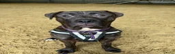 Mixed Breed dogs for adoption: Peaches - Advert 3