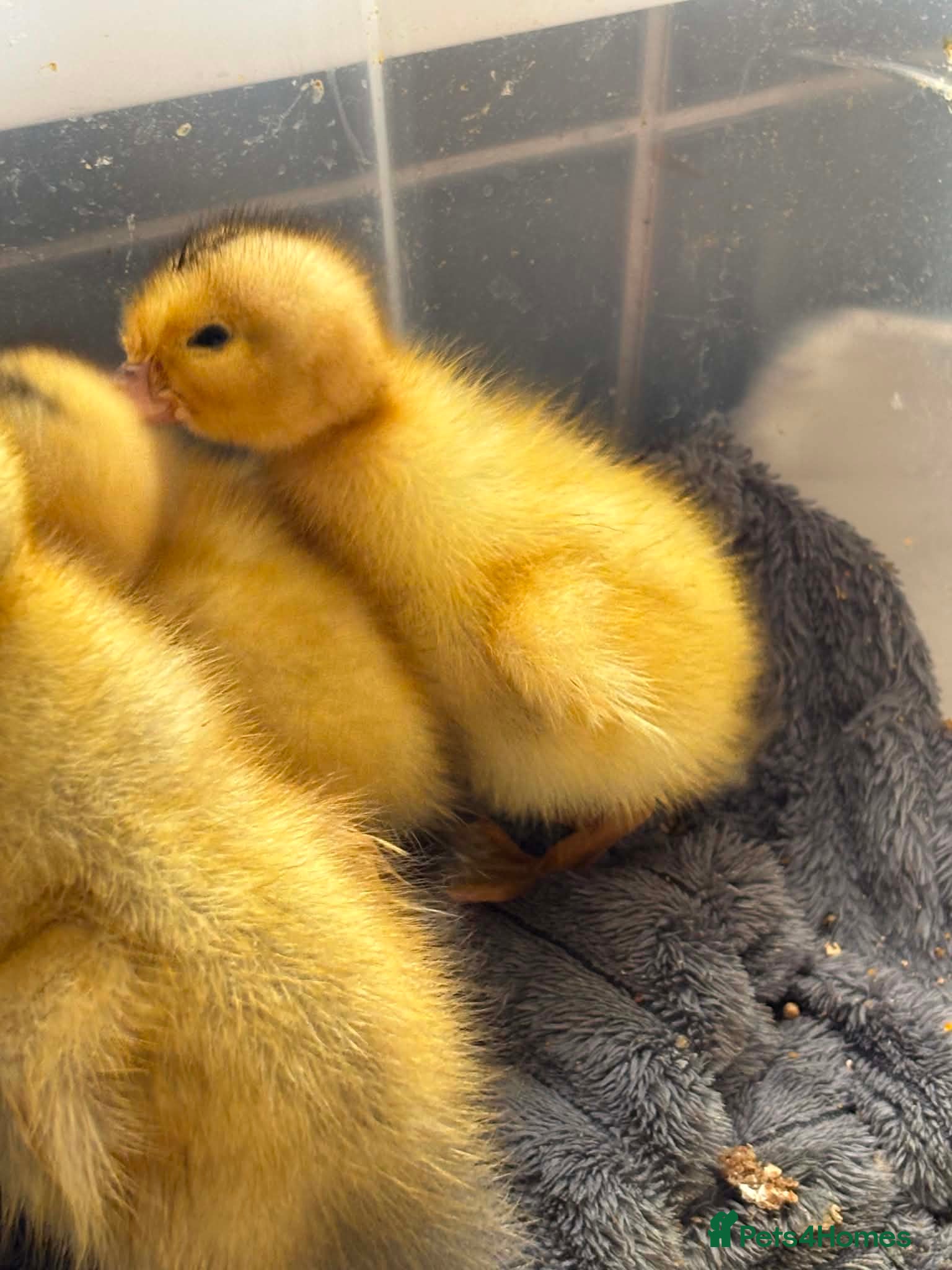 Ducks poultry Muscovy and silver appleyard ducklings pairs LN4 - Advert 2