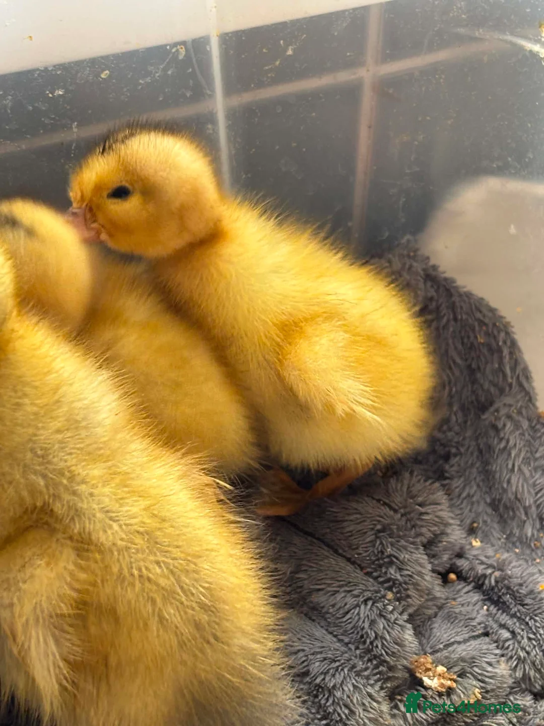 Ducks poultry for sale: Muscovy and silver appleyard ducklings pairs LN4 - Advert 1