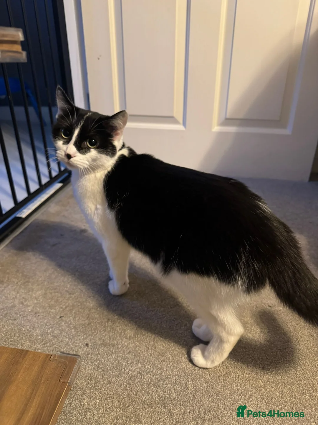 Mixed Breed cats for sale: Mum&daughter cats to go together  - Advert 3