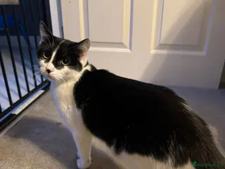 Mixed Breed cats Mimi, 2year old cat. - Advert 4