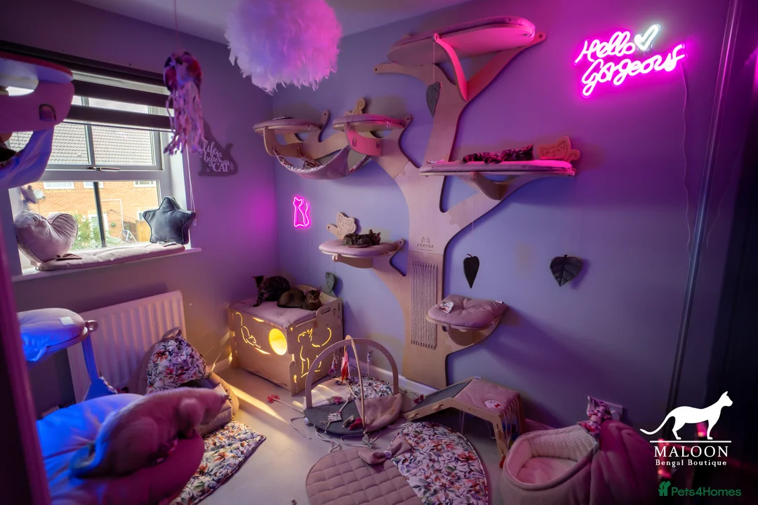 Bengal cats for sale: Stunning Bengal - Sophie. Forever family only. - Advert 14