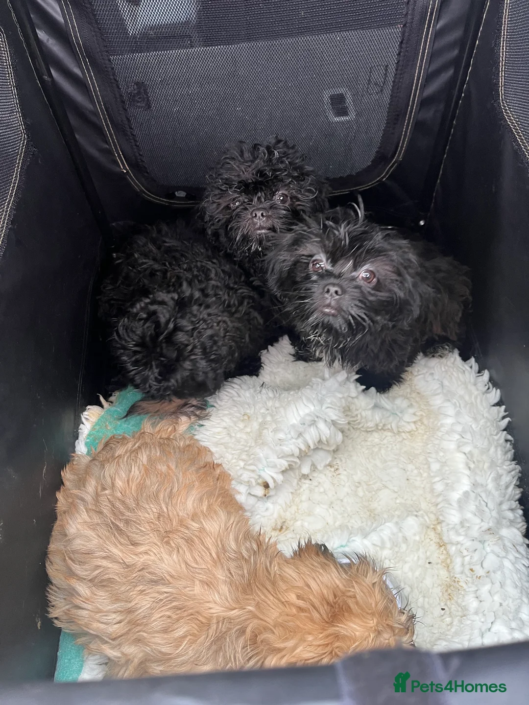 Mixed Breed dogs for sale: 2 male 3 female imperial shih tzu/bichon cross - Advert 13