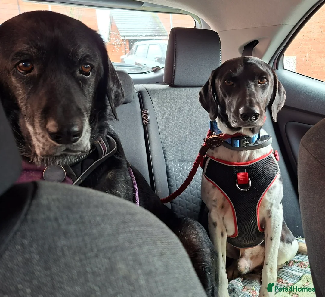 Mixed Breed dogs for adoption: Stratos ! ❤️ a Cypriot sweetheart  - Advert 4