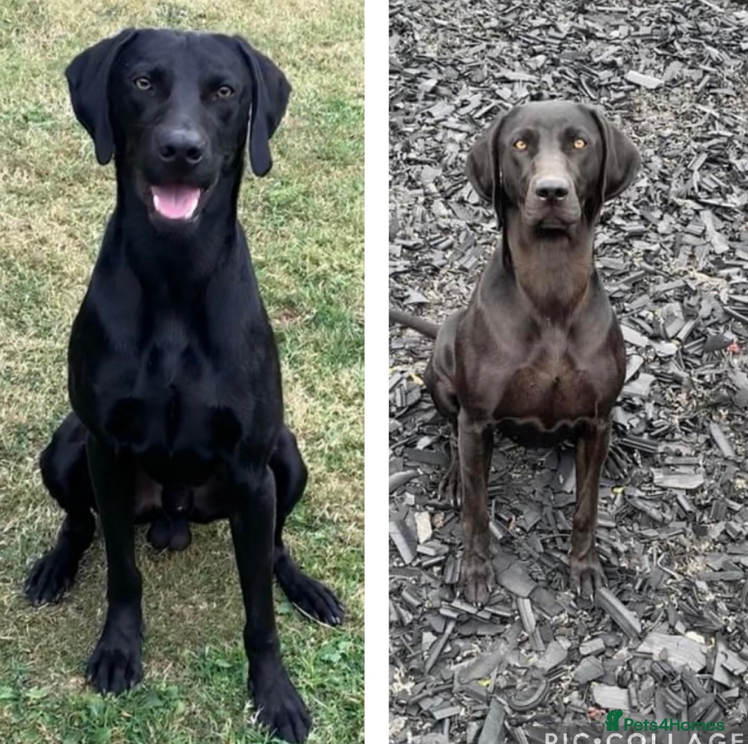 Mixed Breed dogs for sale: 6/9 F2 Weimador / Labmaraner  - Advert 1