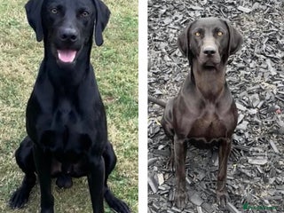 Mixed Breed dogs F2 Weimador / Labmaraner - Advert 13