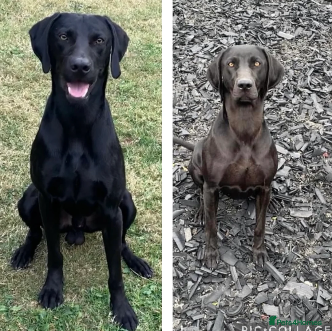 Mixed Breed dogs for sale: 1/9 F2 Weimador / Labmaraner  - Advert 5