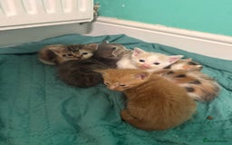 Maine Coon cats for sale: Adorable Half Maine Coon Kittens for Sale  - Image 15
