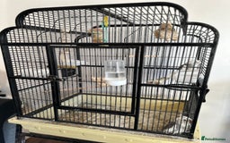 Cockatiels birds for sale: A pair of cockatiels - Image 8