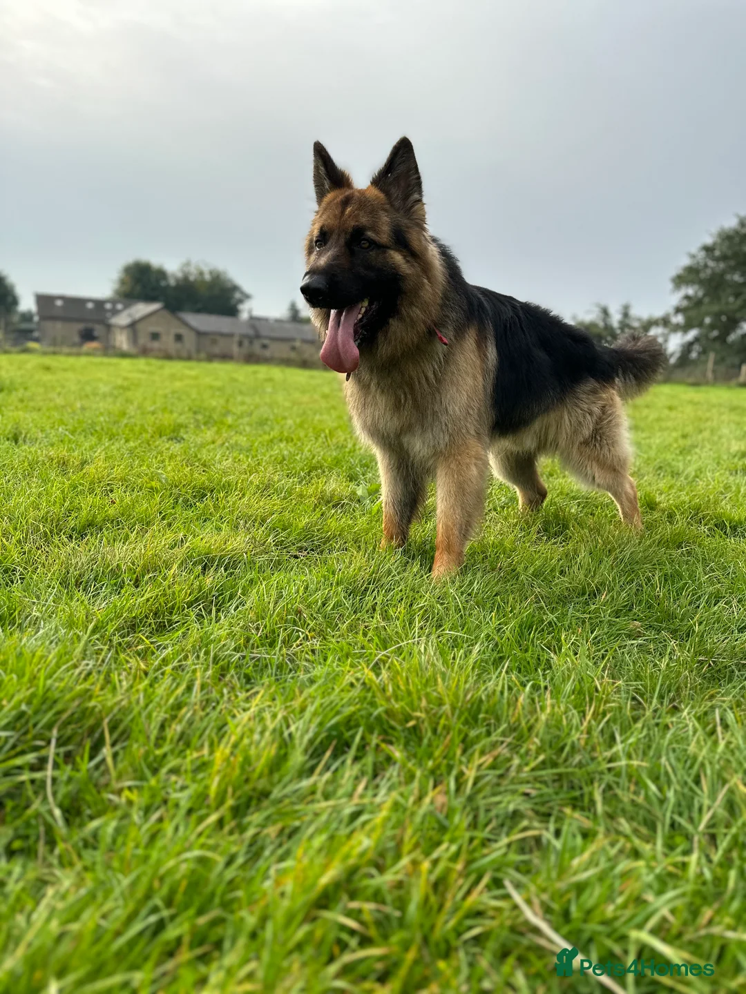 German Shepherd dogs for sale: RE HOMING GERMAN SHEPHERD  - Advert 1