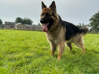 German Shepherd dogs RE HOMING GERMAN SHEPHERD - Advert 1